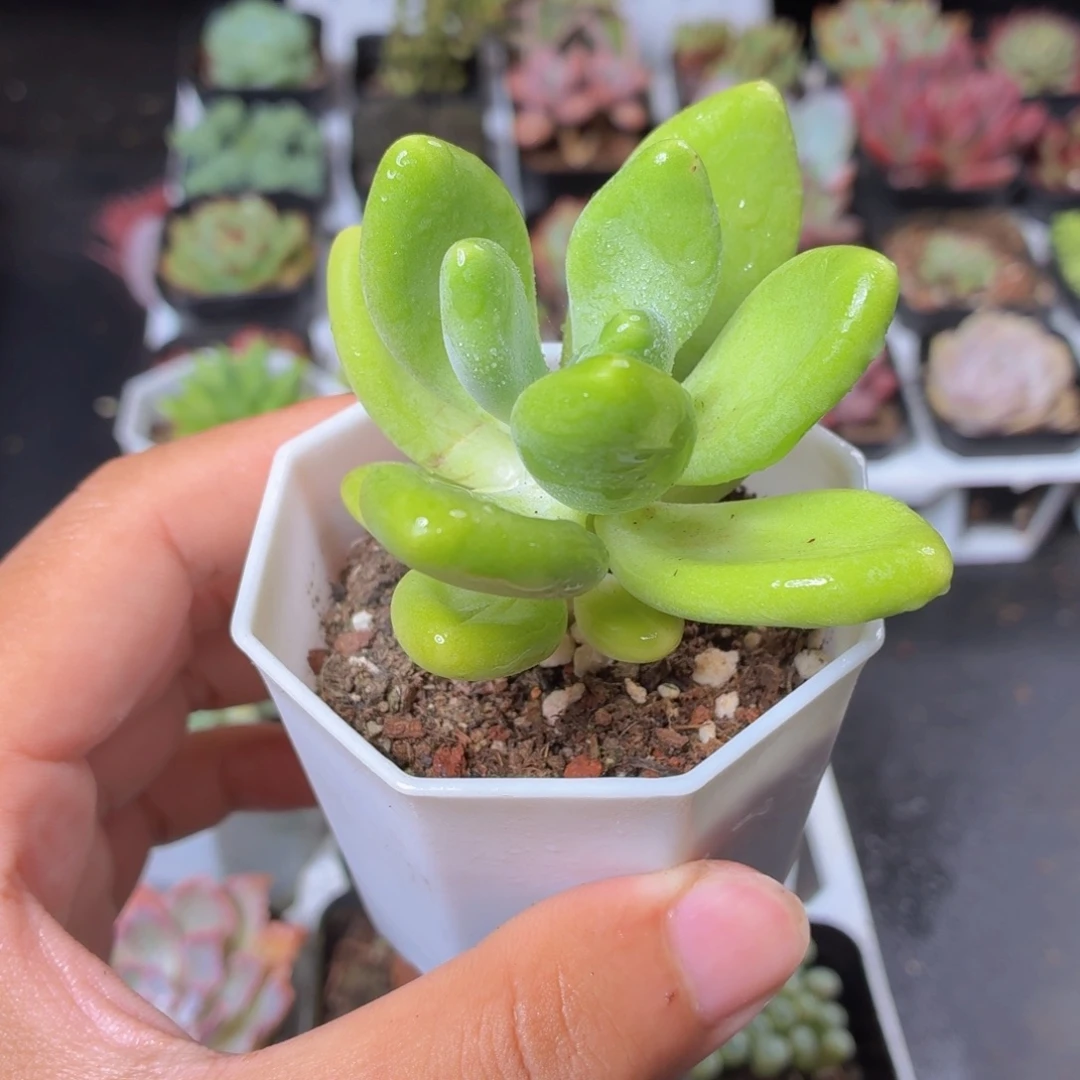芒果奶多肉9.9包邮发货