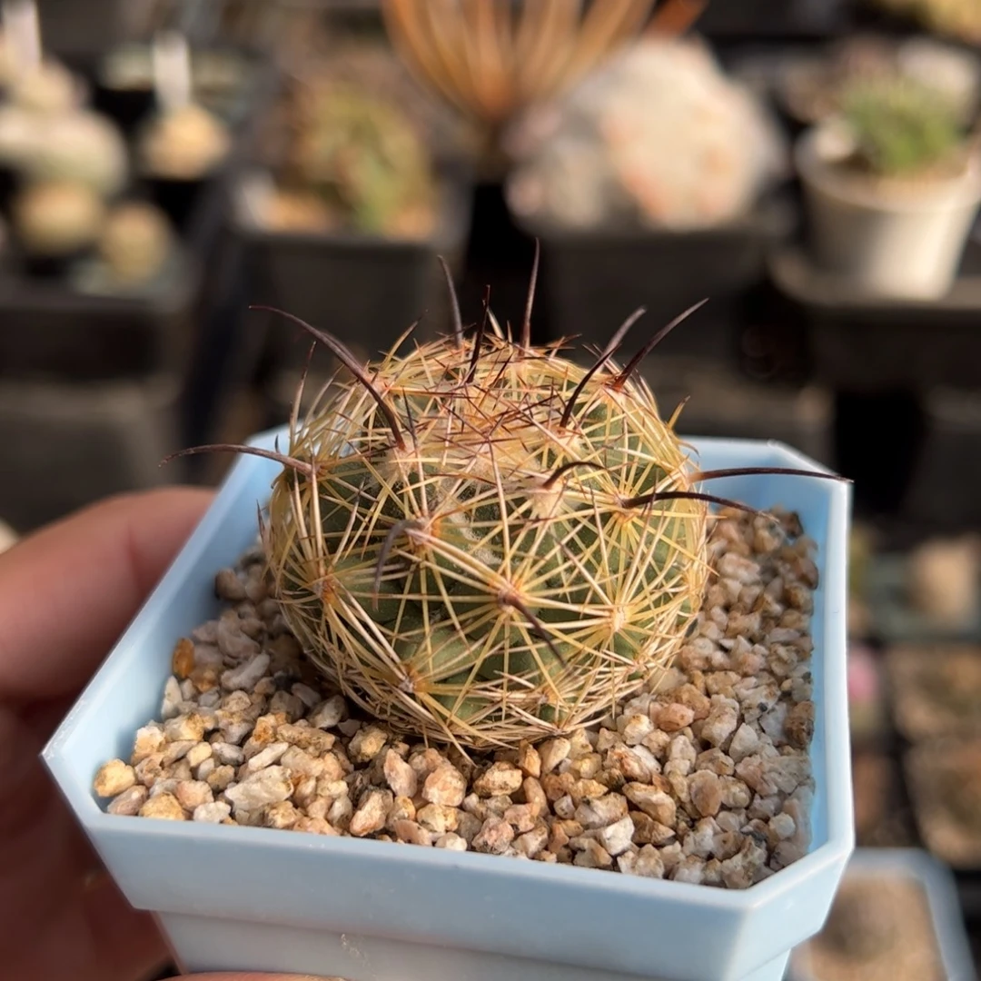 实生顶花 脱土发