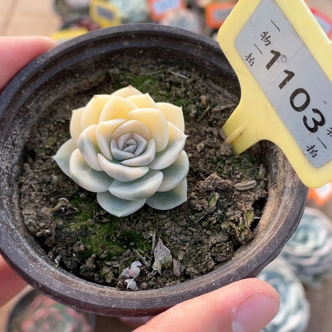 【闪购商品】1103号