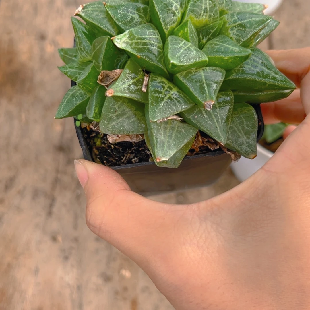 美***好2085多肉植物一颗多肉