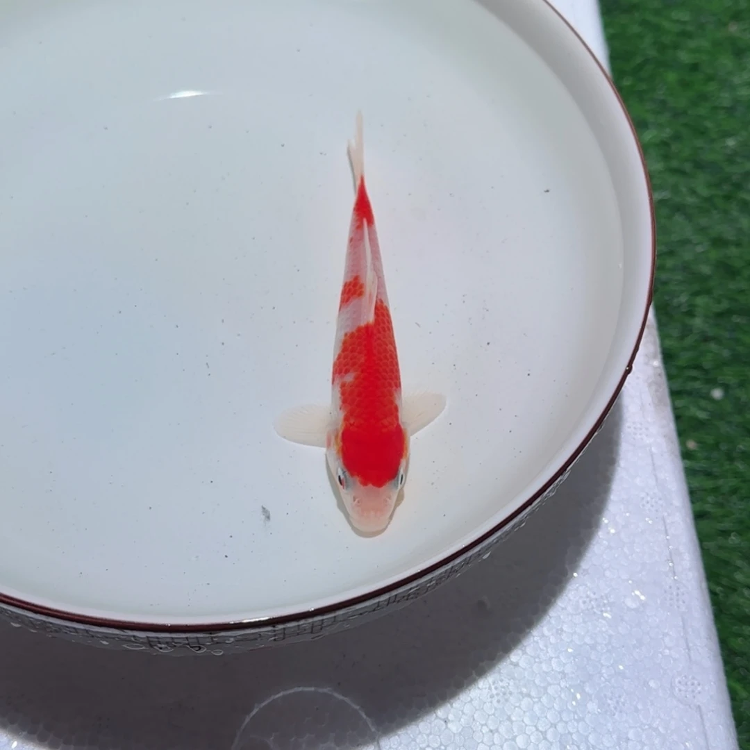 ꧁***꧂锦鲤锦鲤 观赏鱼 锦鲤