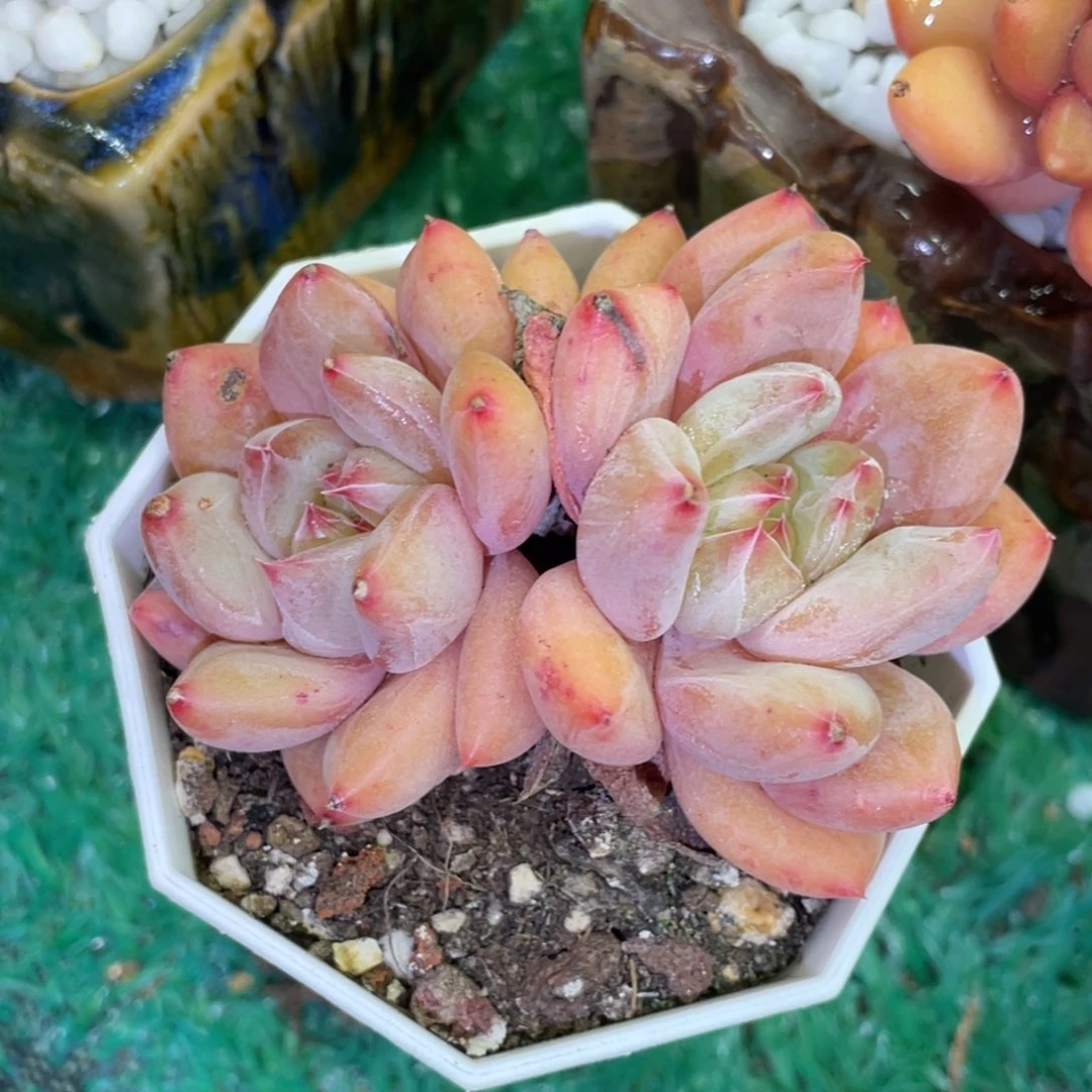 多肉植物盆栽多肉