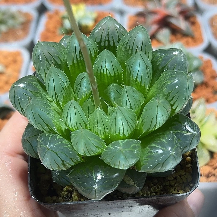 十二卷多肉钻石玉露