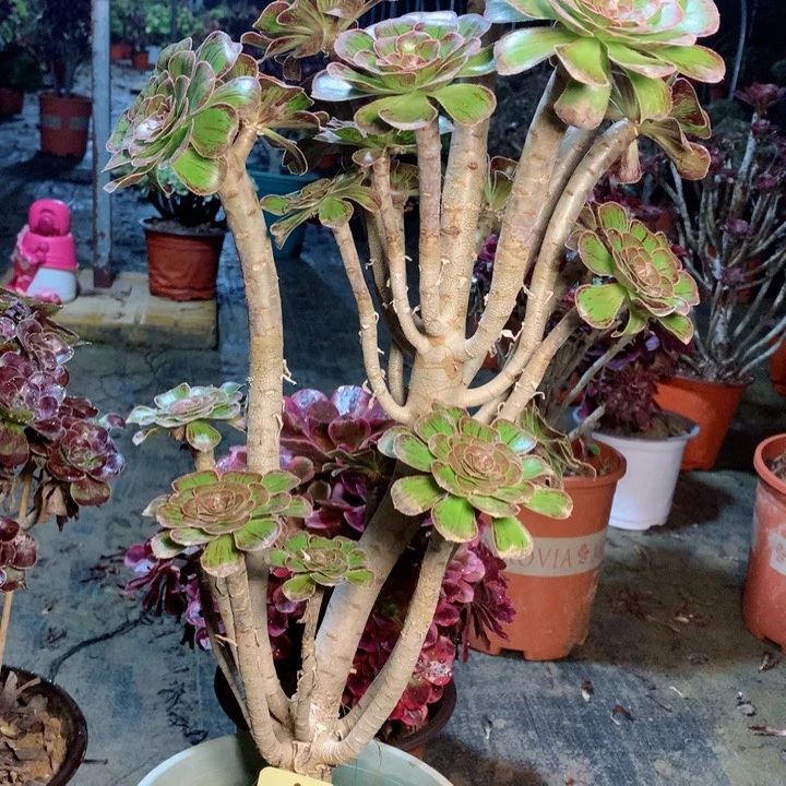 92拉丝锦多肉一物一拍