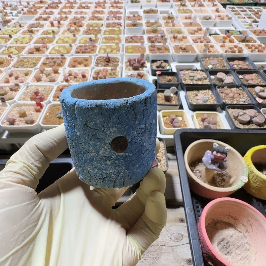 多肉植物福利花盆