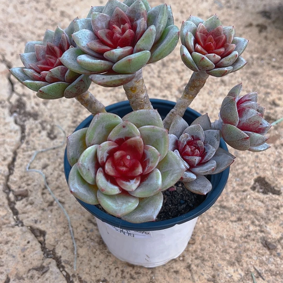 福*德国香槟6头老桩嫁接