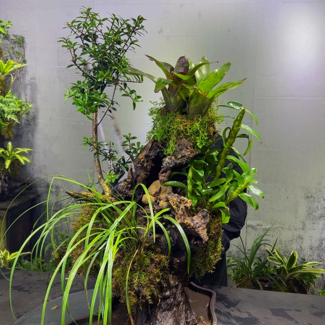 无花朵九色木，室内风化木绿植，一木一景！