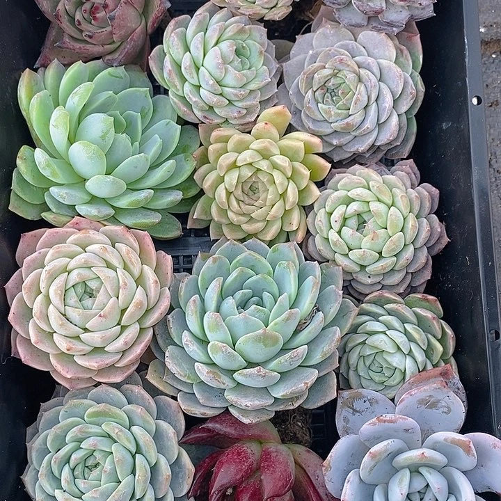 102 多肉盆栽花卉植物