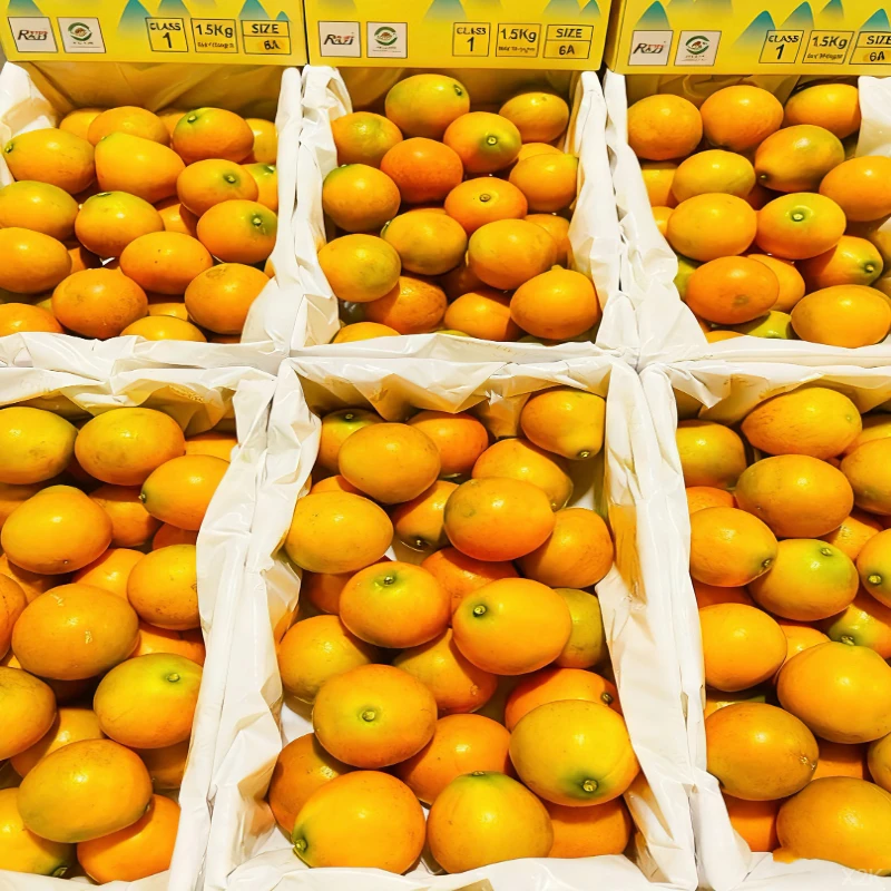 果园直发】广西正宗脆皮金桔当季金蜜孕妇新鲜水果维C现摘现发