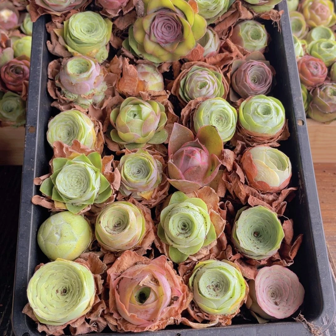 保底三十颗量拍8888888