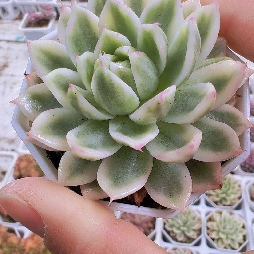 蝴蝶锦19包邮多肉植物