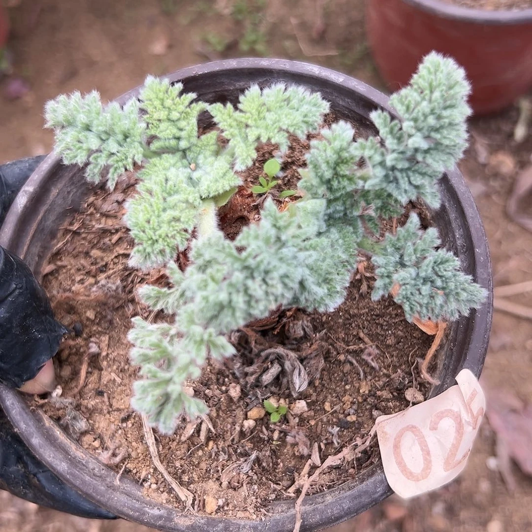 饿了呃呃呃呃呃呃呃呃呃