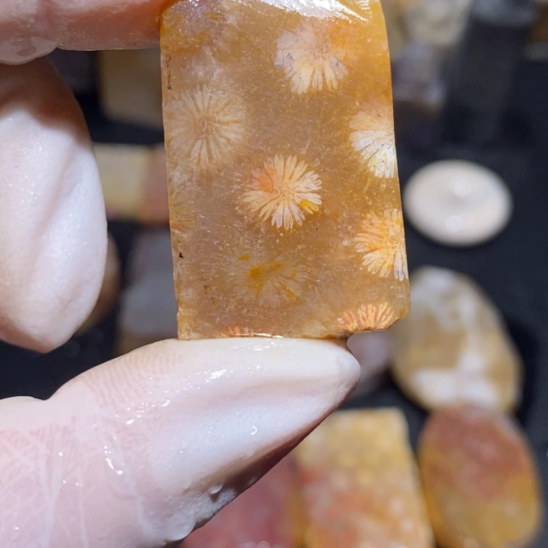 【闪购商品】硅化玉珊瑚玉未镶嵌