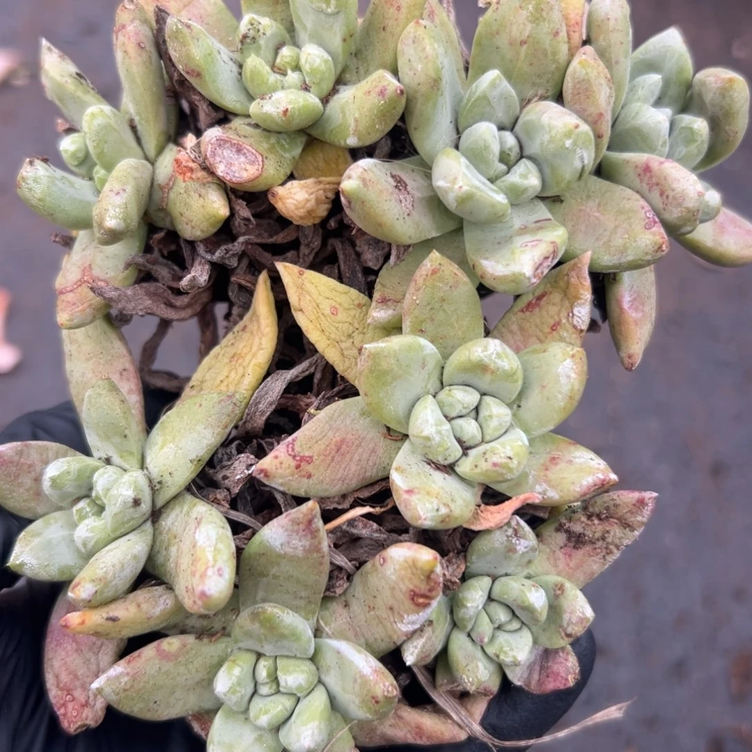 格瑞内拇指～一物一拍2781
