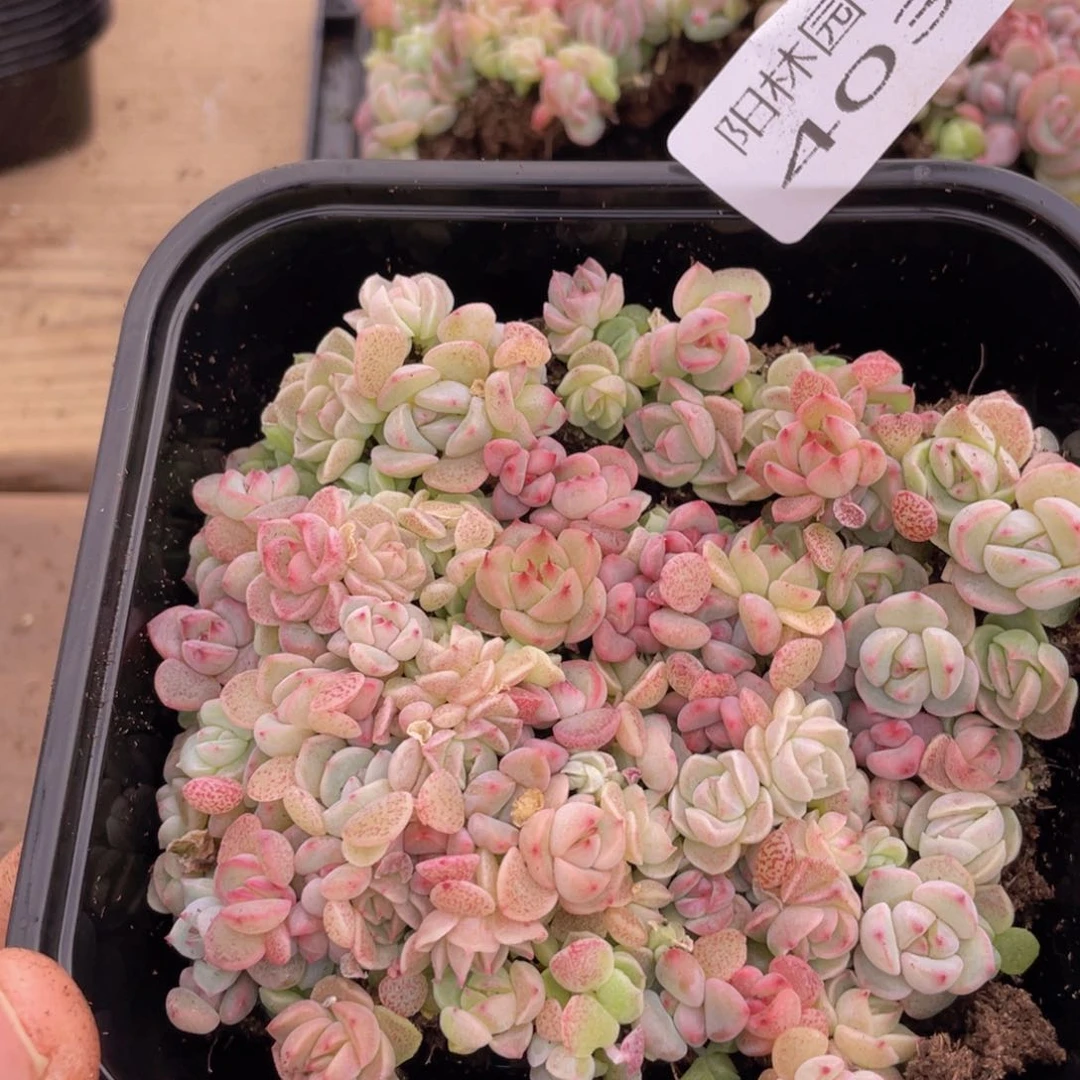 多肉植物多肉植物403