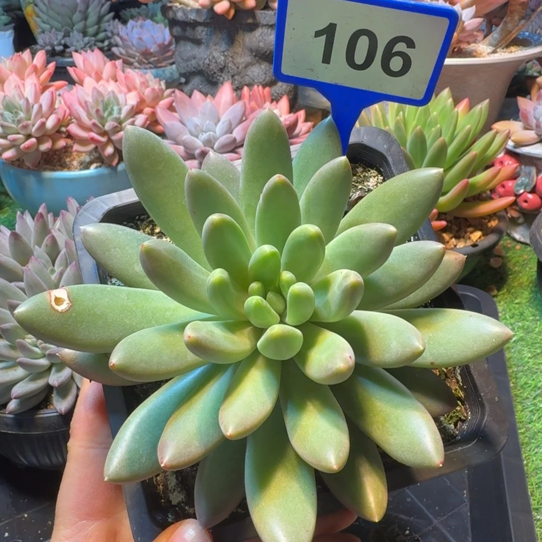 橙色奇迹多肉植物106微瑕