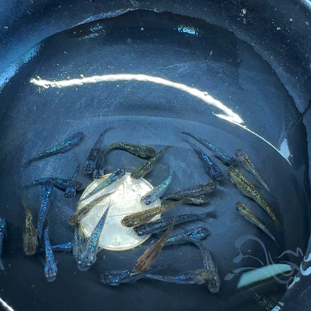 斑马鱼2组包邮1.5-2cm星光10条