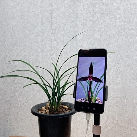 当前无花栽培后可以开花