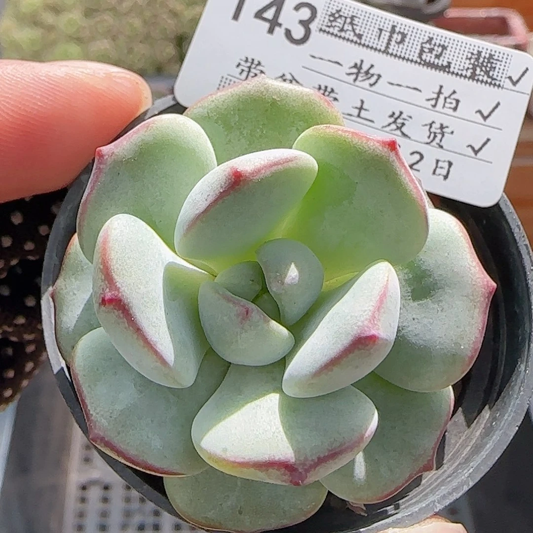 多肉0902-143香草