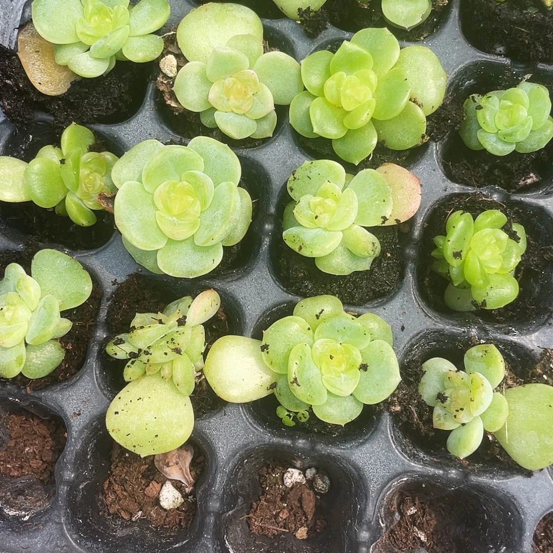 谪仙状态中苗穴一个满25包邮