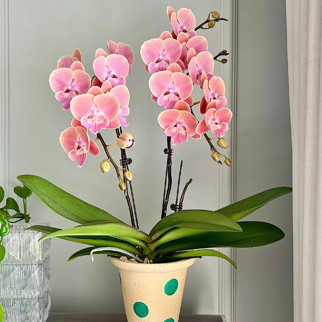 花花喜大王蝴蝶兰唯美3.0寸杯根好苗壮叶子油绿【剪自然梗无花】