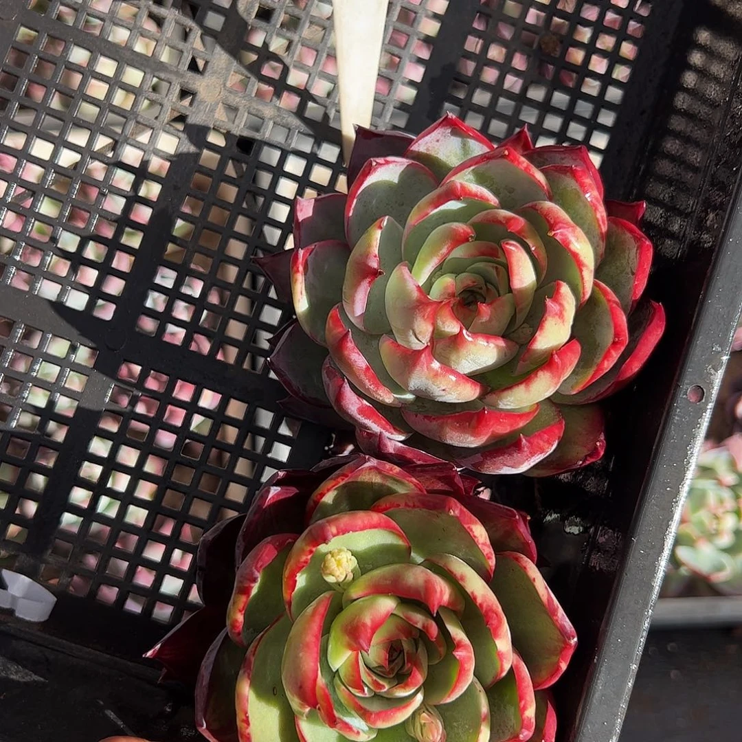 惊鸿仙子两颗2054号