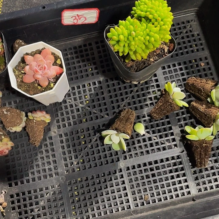 尼***蛋35号筐带盆土发货一个