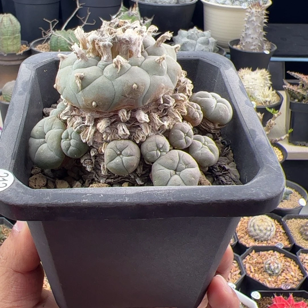 草球老桩一物一拍212