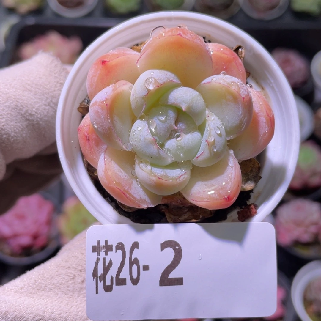 花利美26-2胖虎珍妮