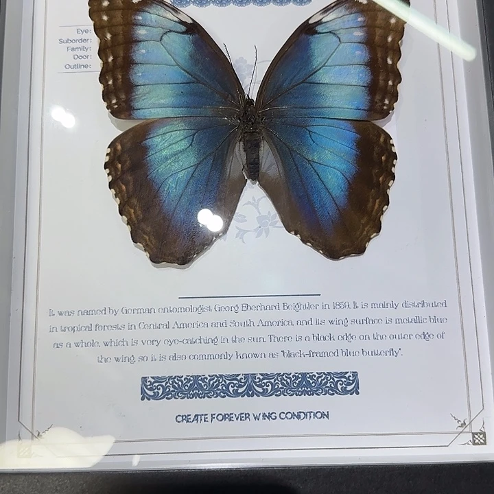 -***-蓓蕾闪蝶刺蝶蝴蝶标本专拍