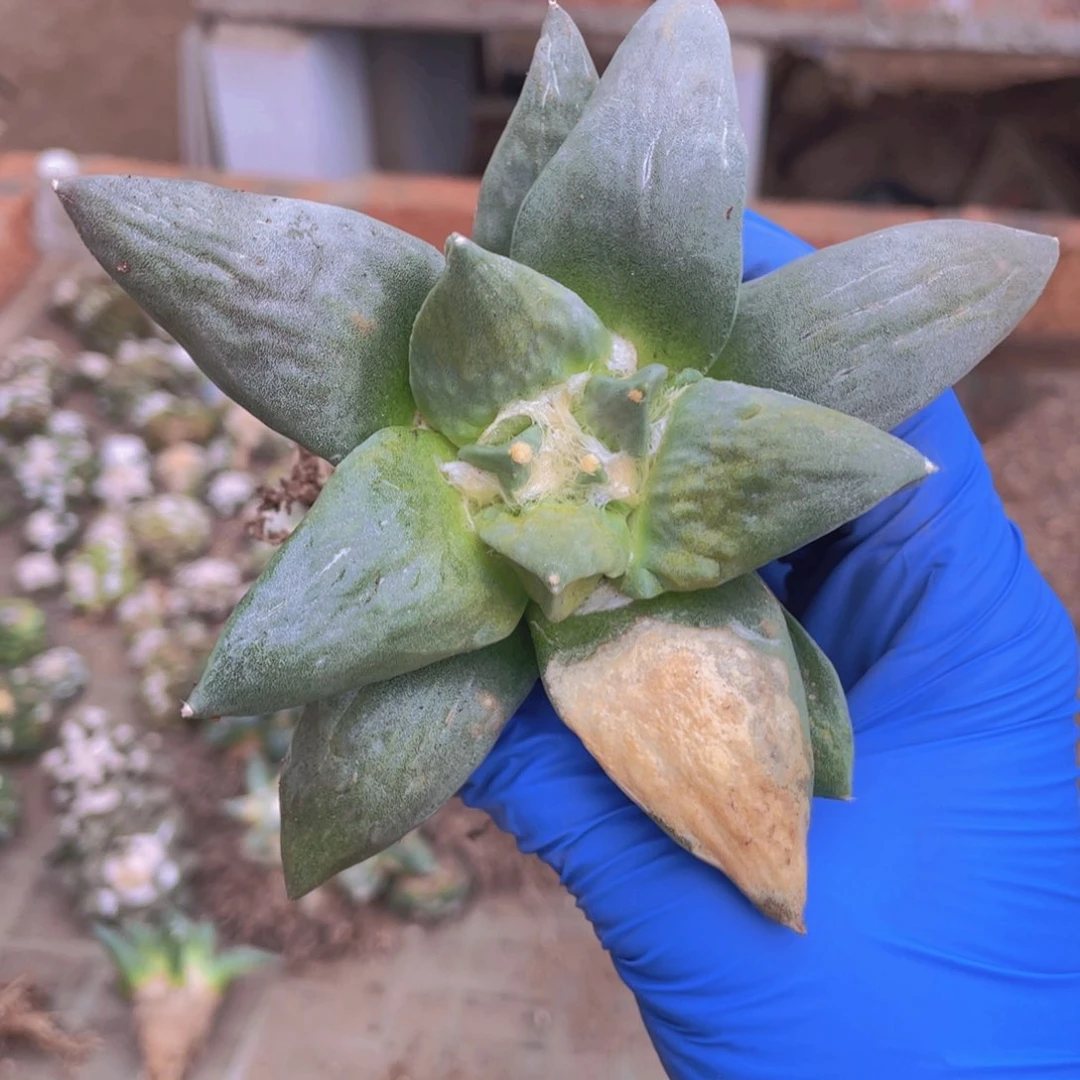 实生统计福利福利福利