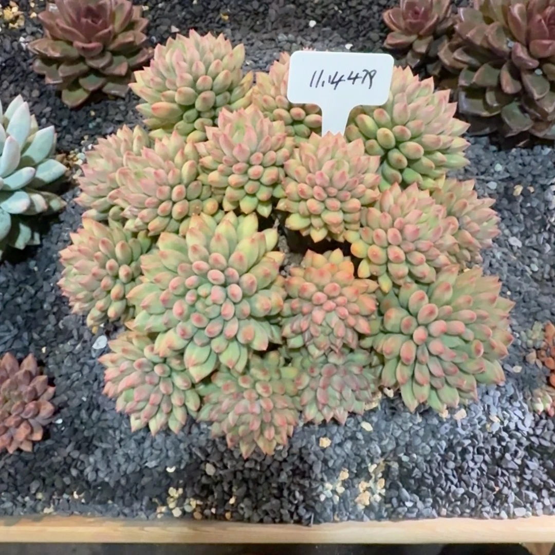 无***刚一物一拍超大母本岩字479