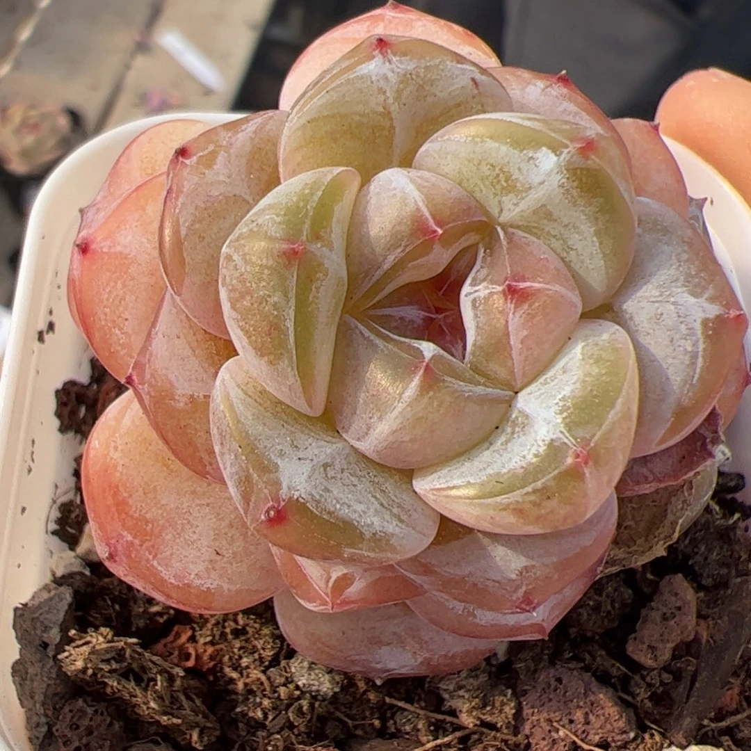 772 多肉植物组合盆栽