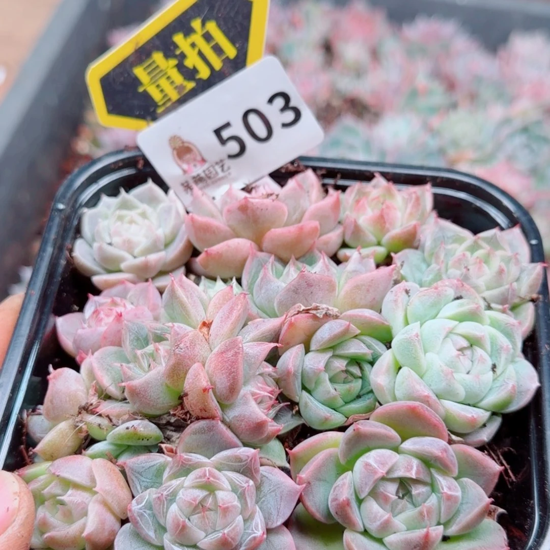 多肉植物多肉植物
