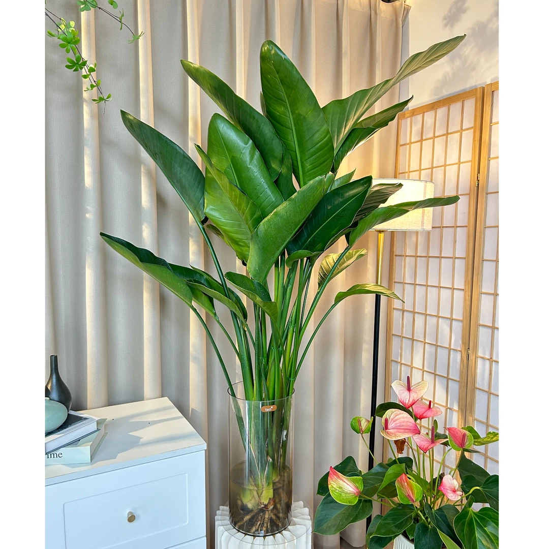 人间草木集五株天堂鸟1-1.2米水培好养室内客厅净化空气夏季大气