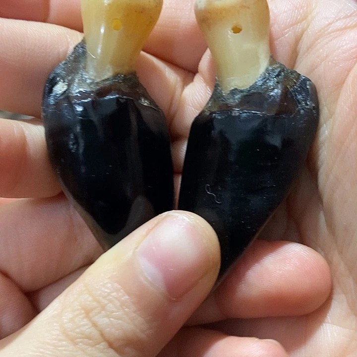 非金属鹿蹄鹿蹄鹿蹄