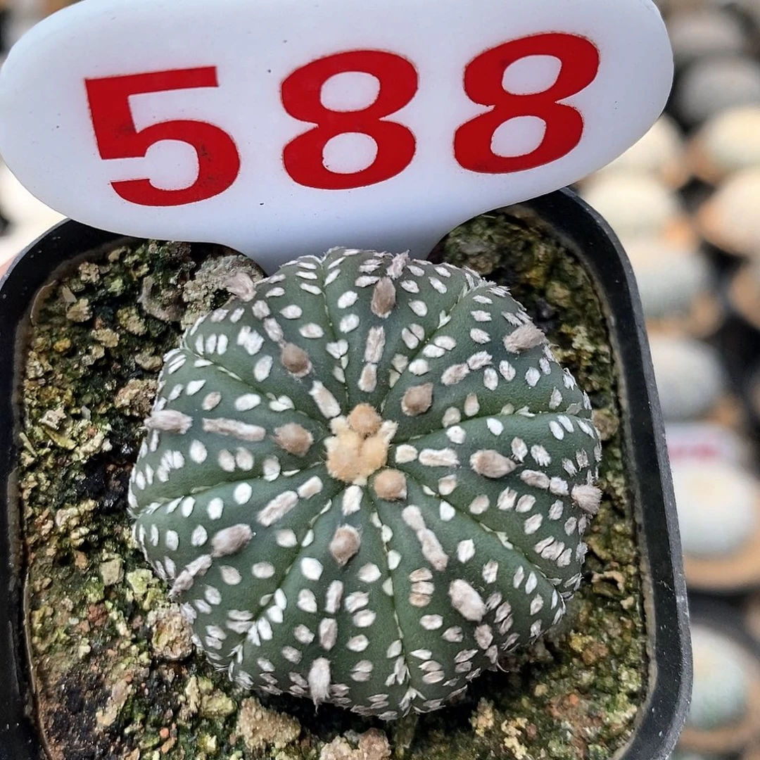 588奇迹兜系列产品