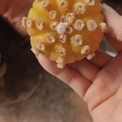 365仙人球嫁接兜锦