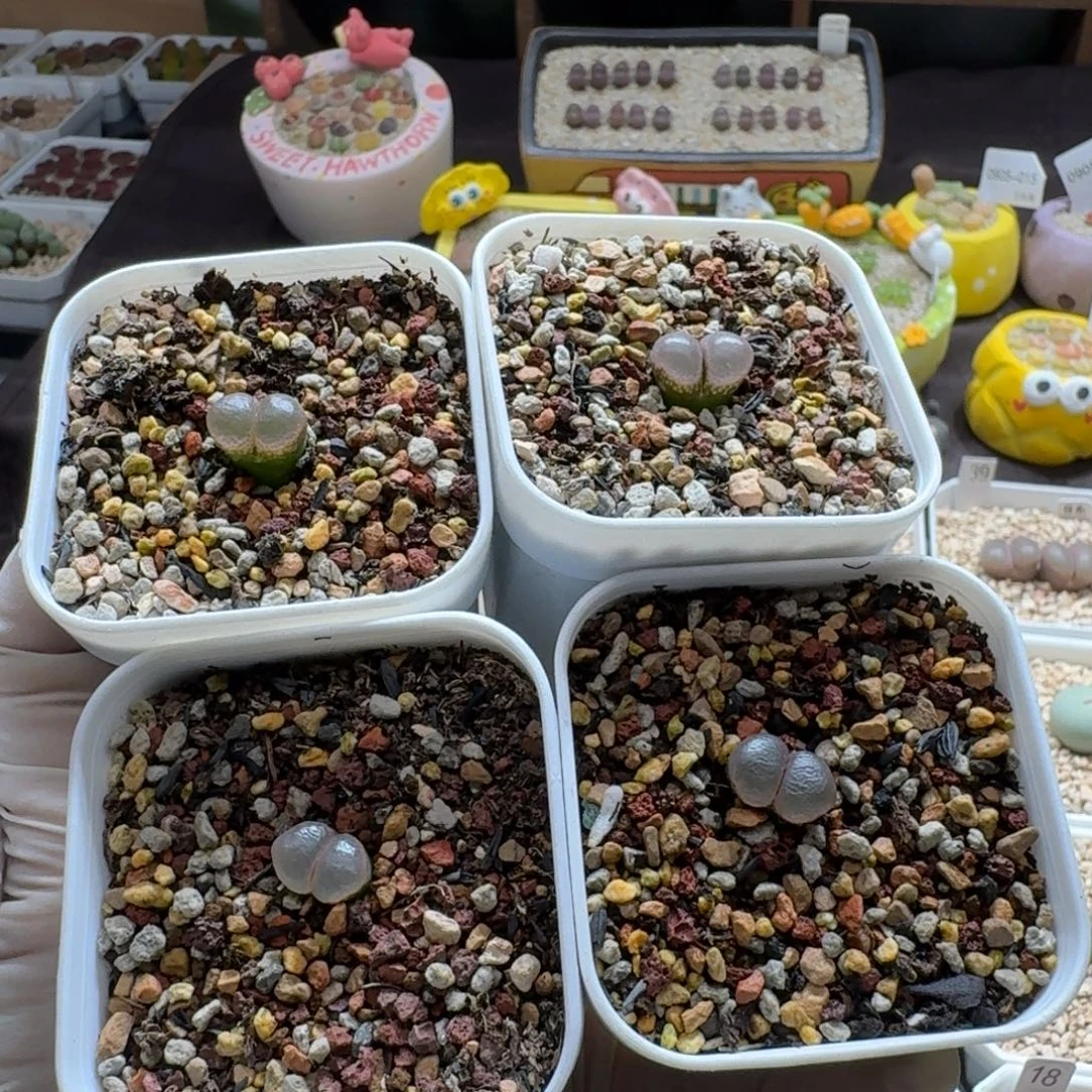 奶***廖0905-045黑眼豆豆
