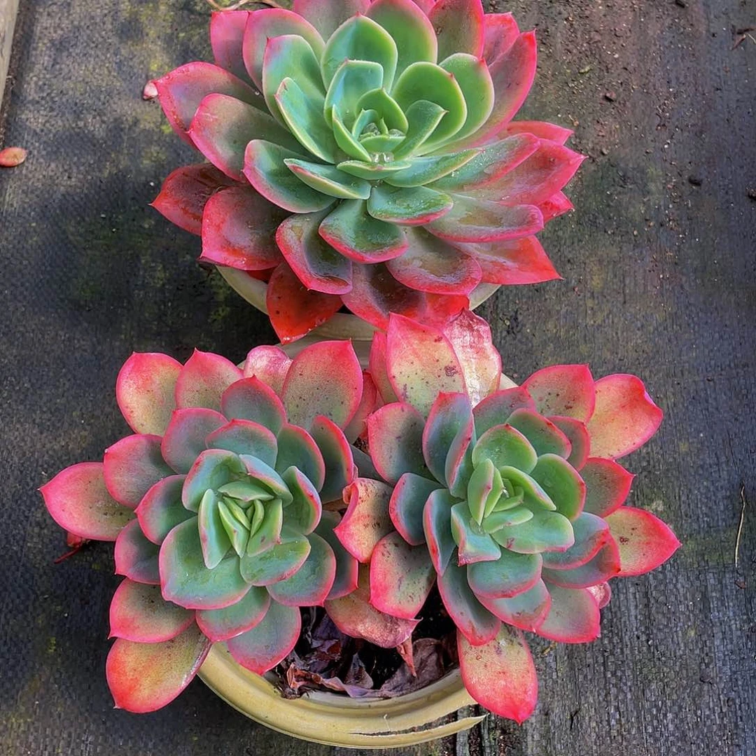 $****l绮啰仙子多肉植物2颗