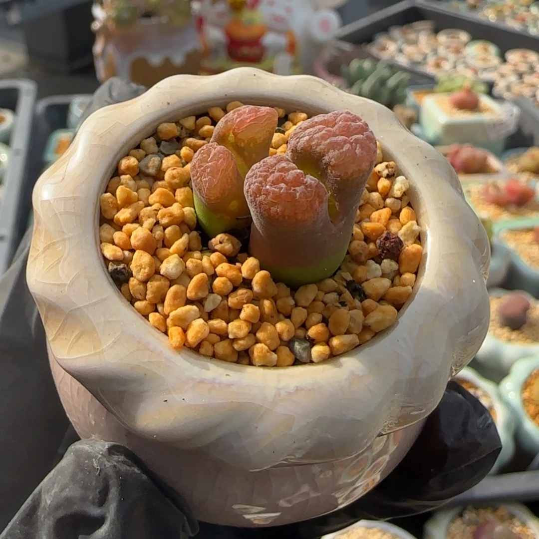 0868-一物一拍 带盆 粉蛋糕有瑕疵