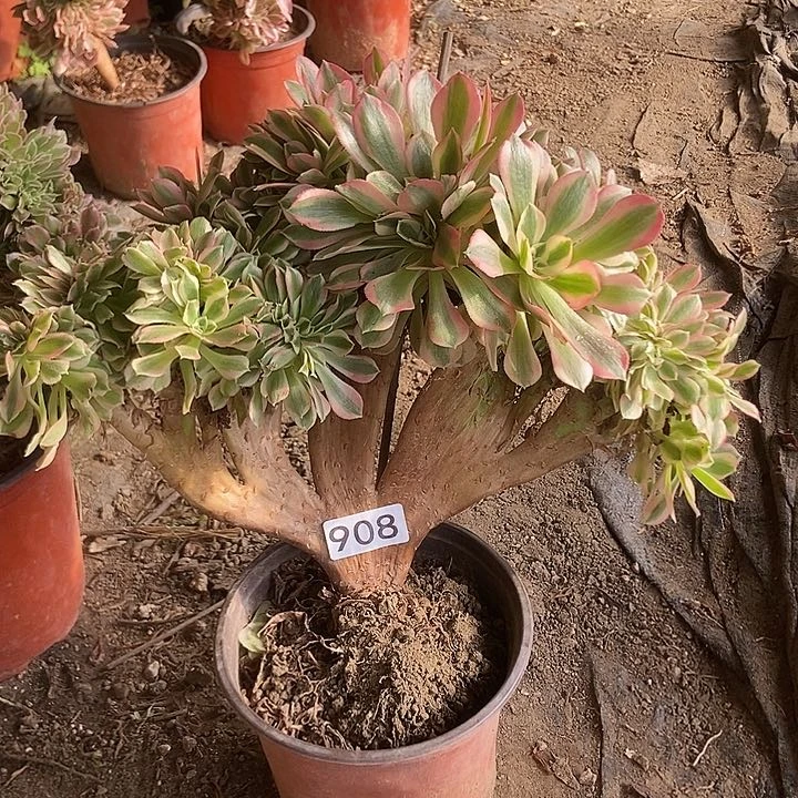 908粉女巫老庄缀化特价