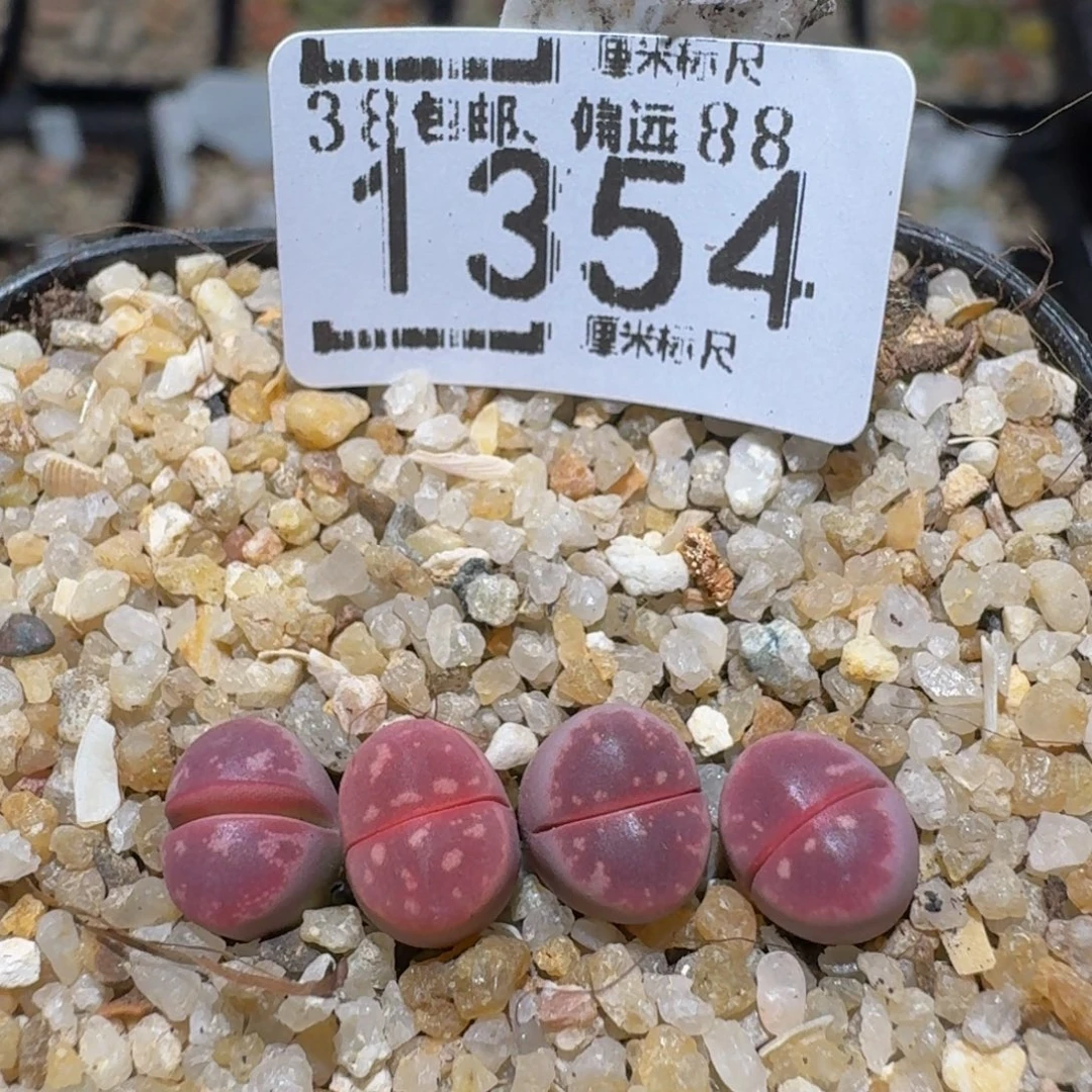 zzzz精品生石花肉锥1354