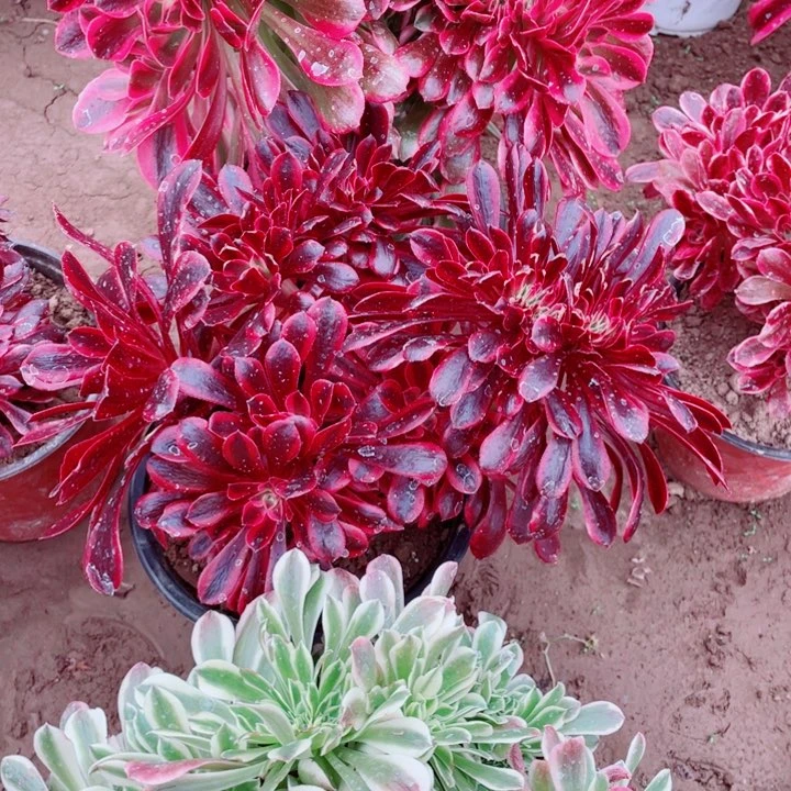 多肉植物组合807