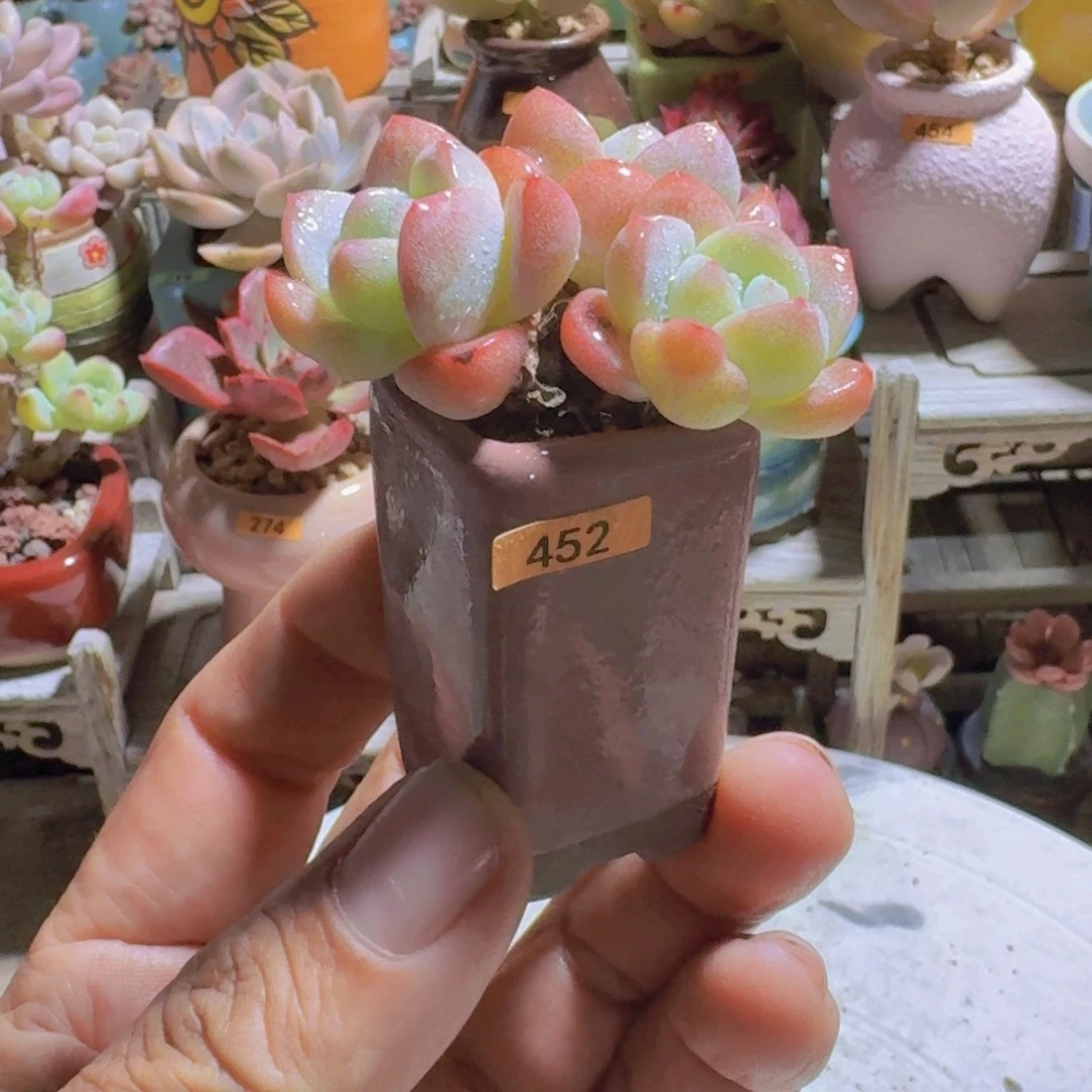 ᑄ***ᐳ一物一拍编号452