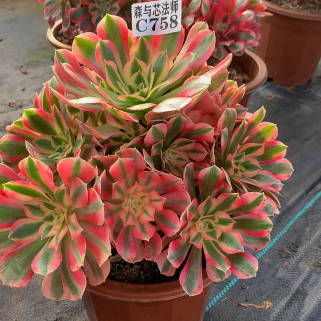 【闪购商品】758粉女巫