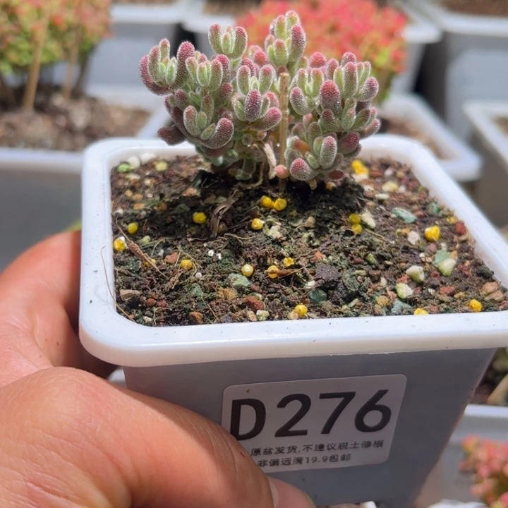 沐*づ枝干番杏爆闪红色D276