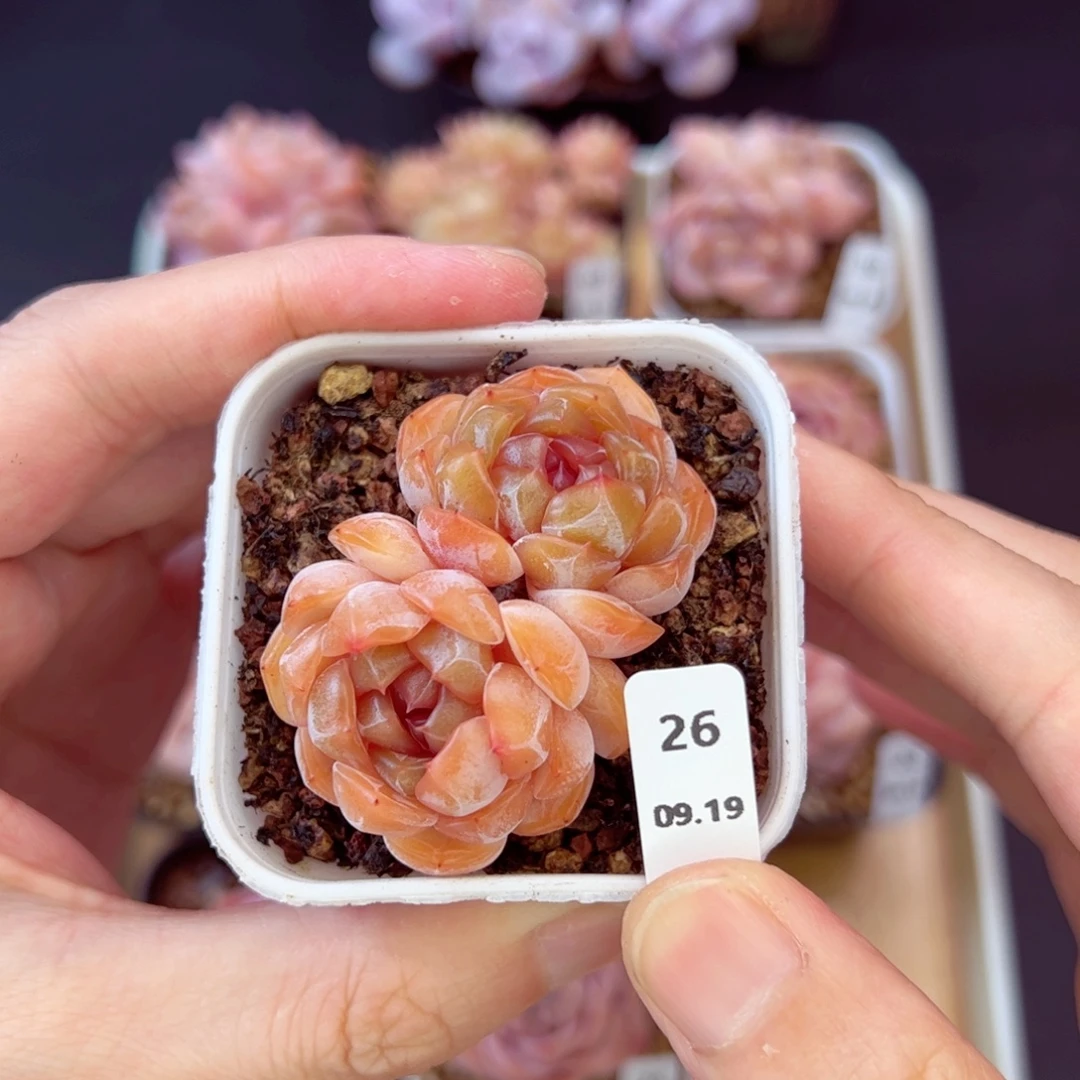 红恋26、哈哈哈哈哈