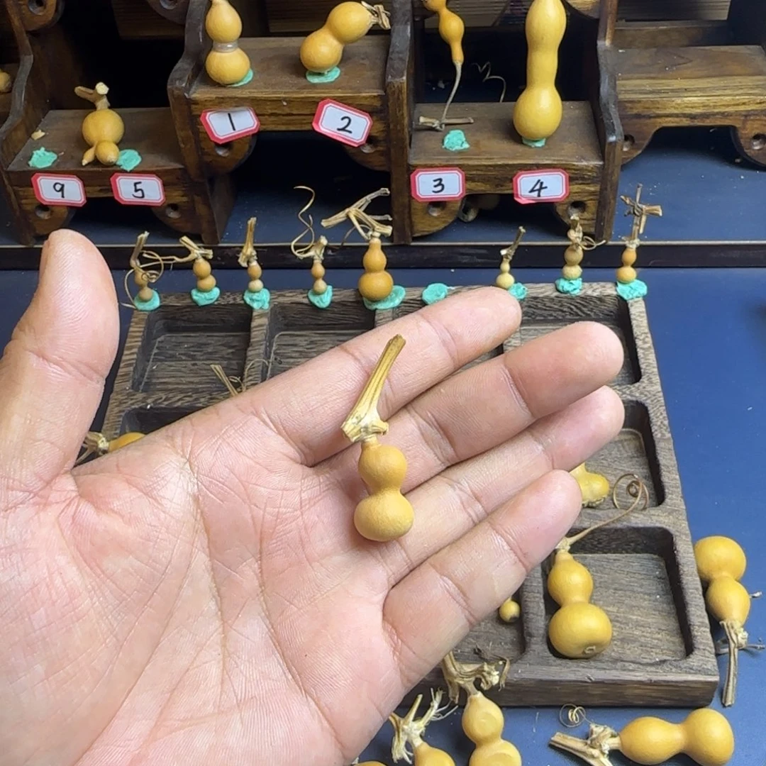 洋*洋我是一只小小鸟地域文化特色社会主义核心价值观