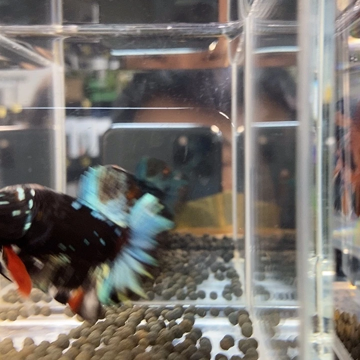 斗鱼黑315号巨斗将军